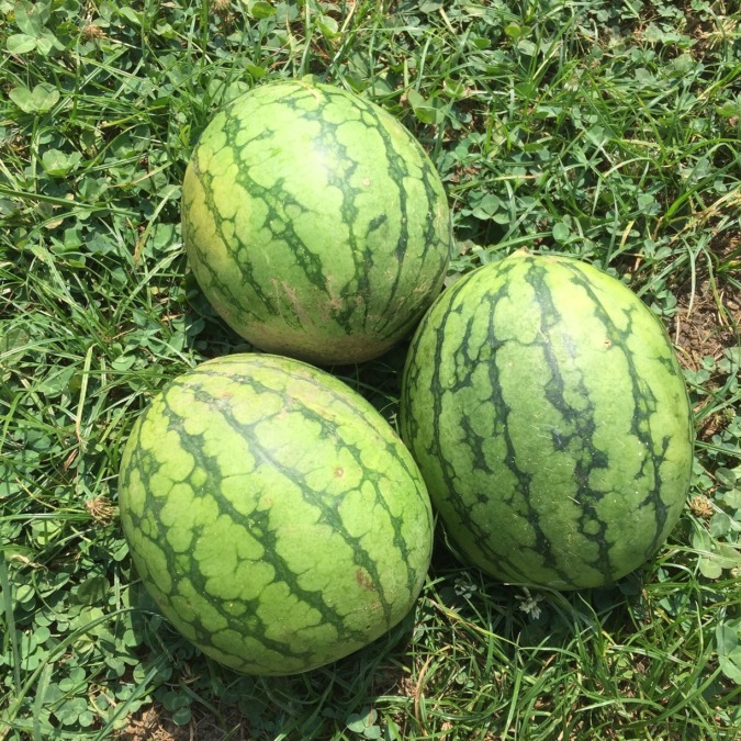 三つほど、どうぞ🍉