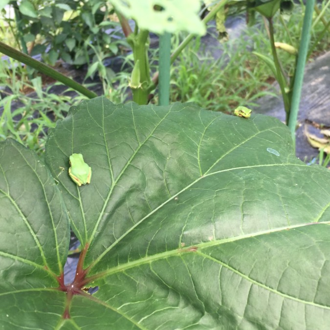 オクラに、かえる。