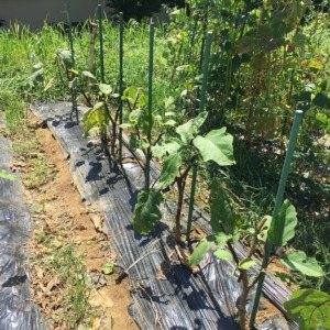 秋なすにむけての『更新剪定』完了。