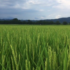 【祝】出穂を確認。これから収穫期に向かいます。