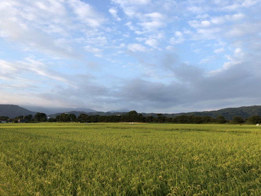 夕方の田んぼ。収穫まであと20日。