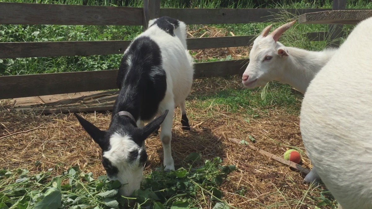 画面向かって右の「ルナのお腹がスゴイ」と話題に。