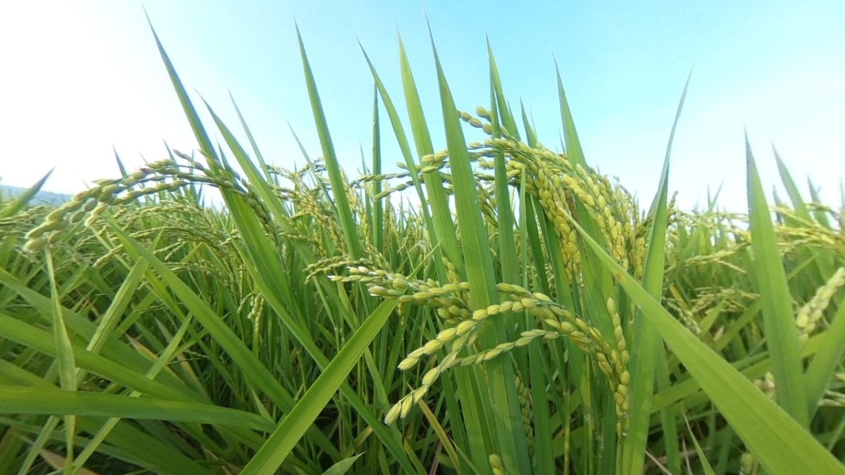 【VR田んぼツアー】ウンカという虫被害が気になりまして、株元に注目。