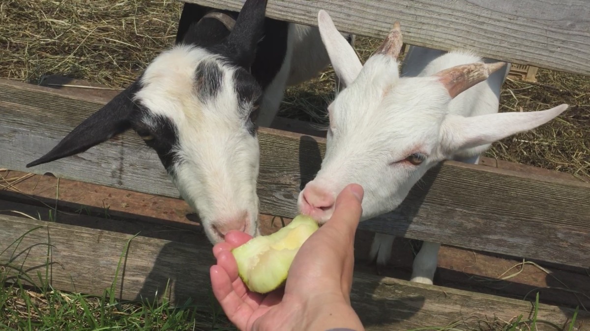 メロン争奪やぎ子カップ。勝者はもちろん🐄