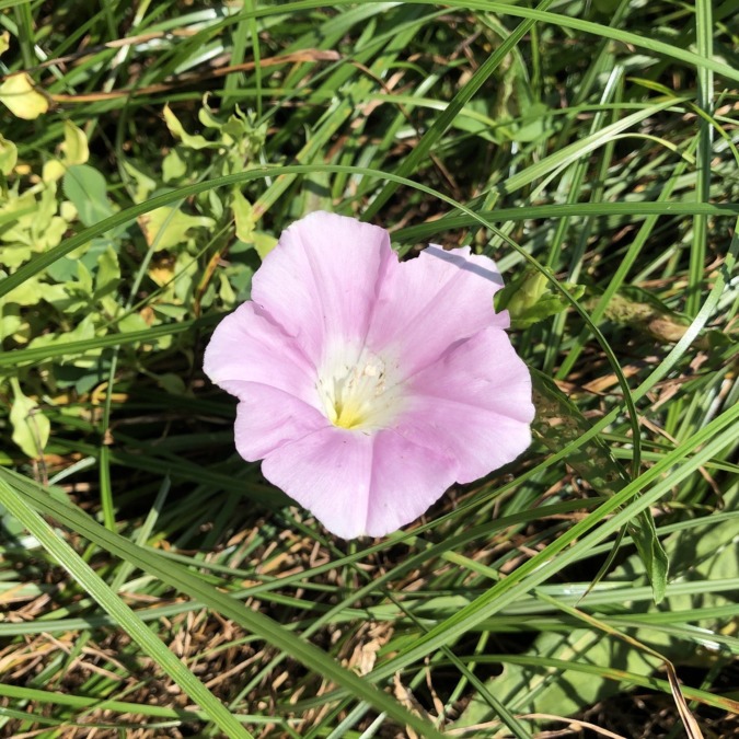 【教えてプリーズ】この花な～に？