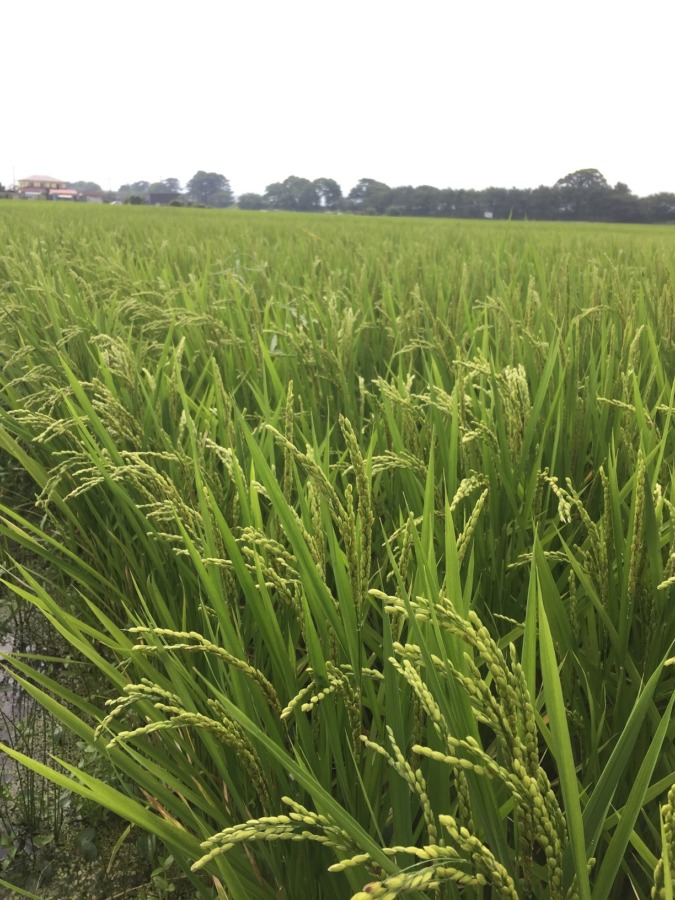 【おこめのいま】稲穂は頭を垂れ始めました。