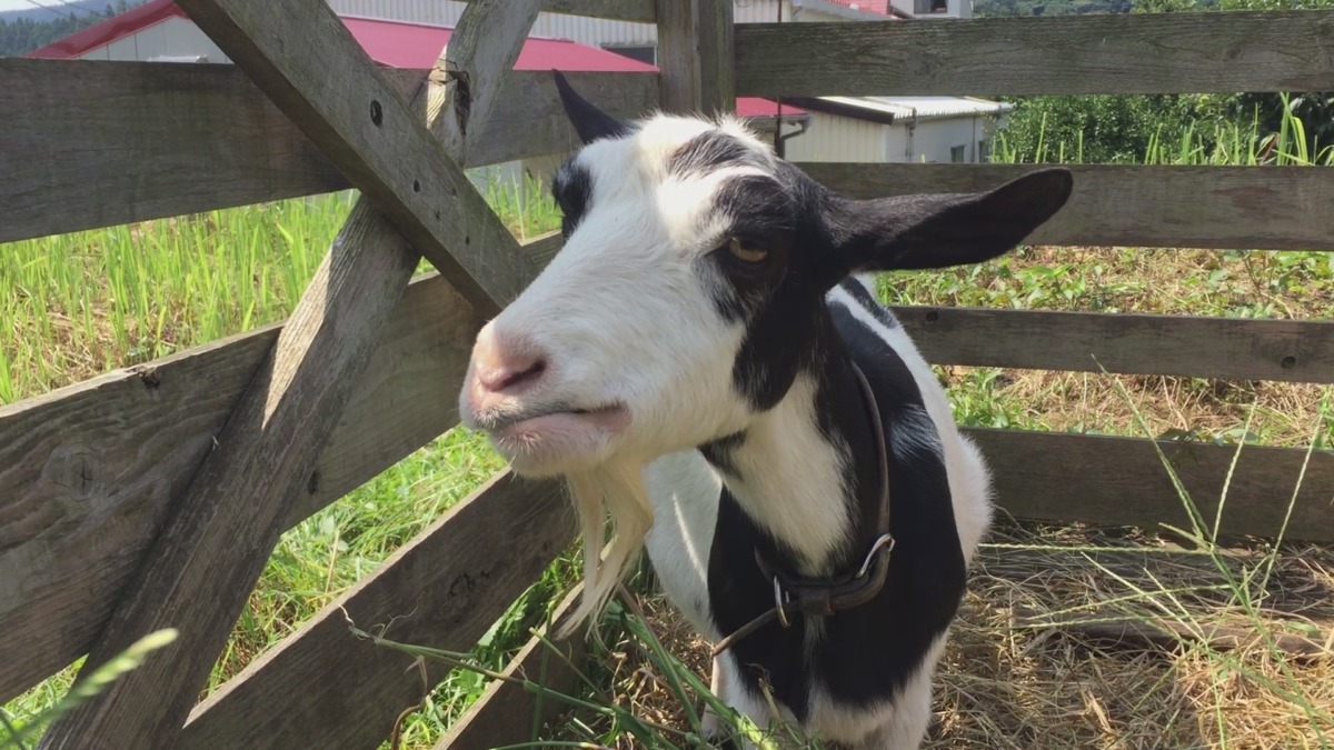 むしゃむしゃ。