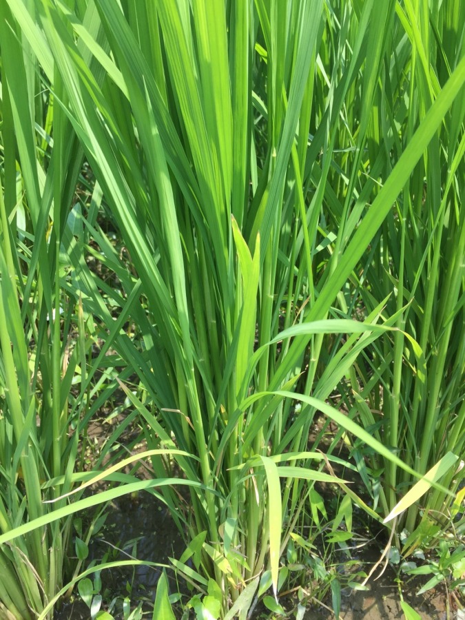 お米のいま。いつ穂が出るかな～？？