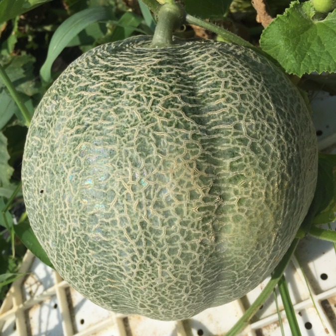 【祝】実は、できてました。