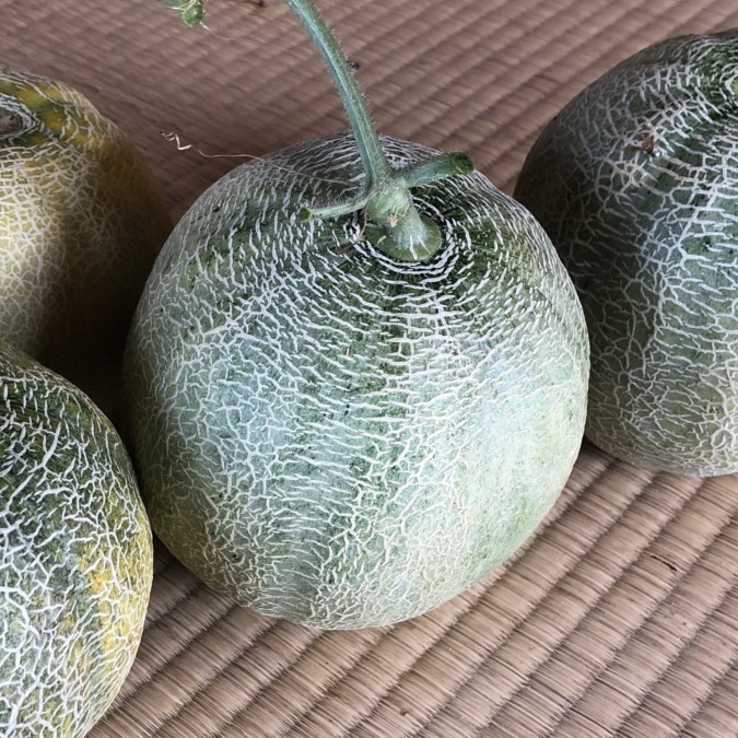 どうぞ🍈🍈🍈🍈