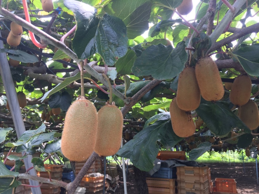 『今年のキウイはいかがですか？雨多いですが、、、』