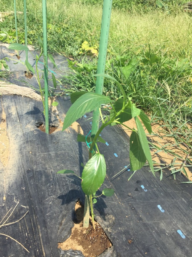 モロヘイヤ、植えました。