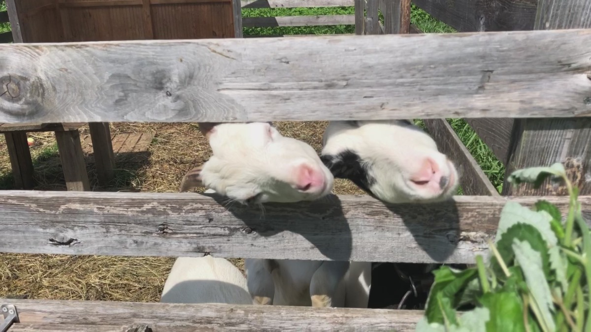 シンクロしました🐐🐐🐄