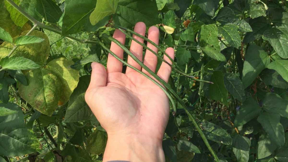 ささげの第二最盛期。今週来週がとりごろ。