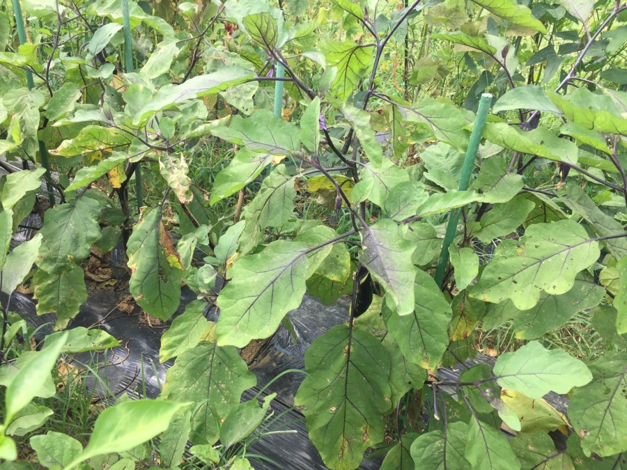 なすの2020シーズン第一部は終了。第二部の秋ナスに向けて作業プリーズ。