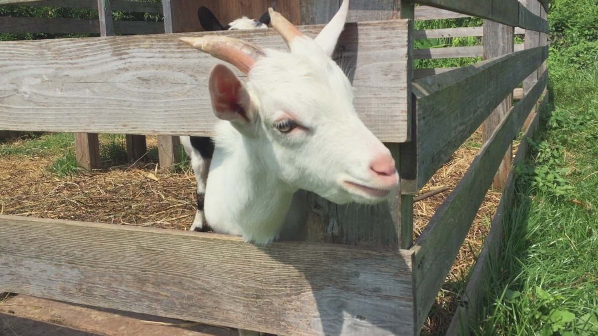 弟の鳴き声が可愛いと話題に💛