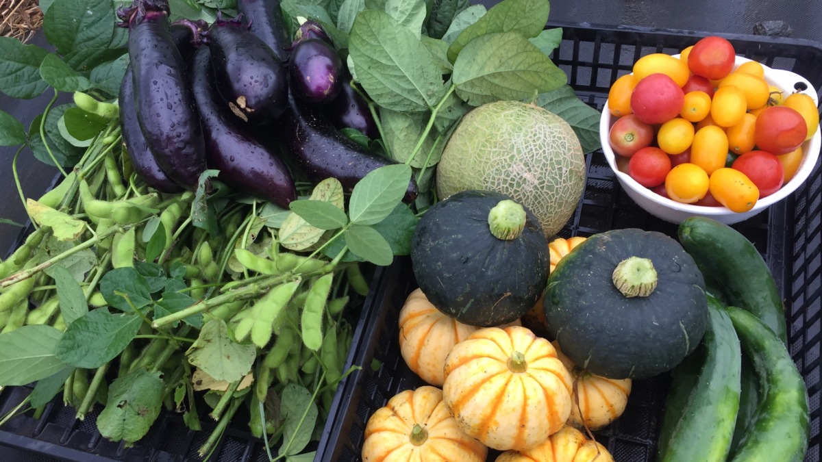 今日のお客様は、これだけ収穫していかれました💛