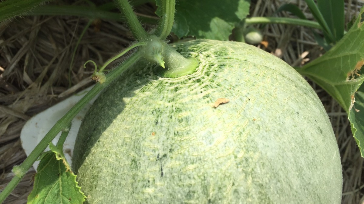 順調な証拠🍈あたまとおしりに網（ネット）が入りました。