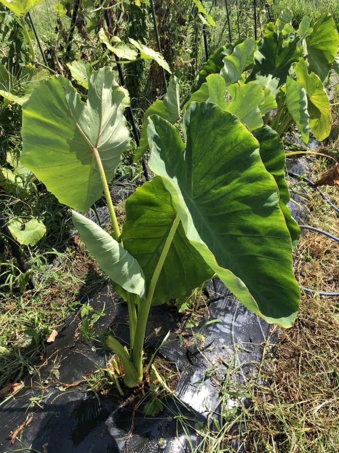 【今日の里芋】除草に水やり。収穫まであと2ヵ月くらい。