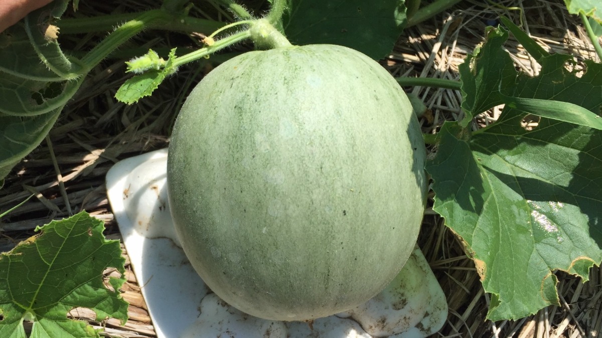 梅雨明けのメロンは、いい感じ🍈