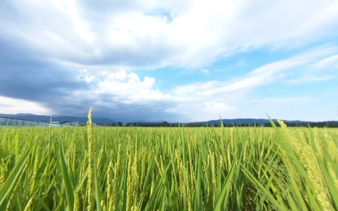 【VR田んぼツアー】さて水面近くまで下りてみると、、、結構草が(笑)