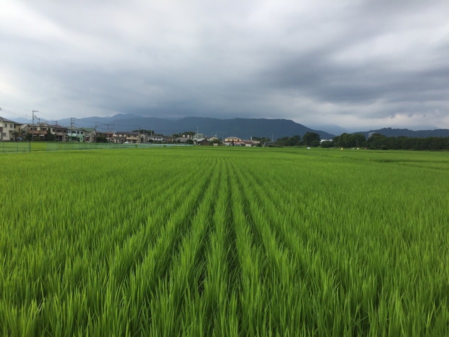 梅雨明けしたようでホッとしました。「出穂」に向けてカウントダウン始まってます。