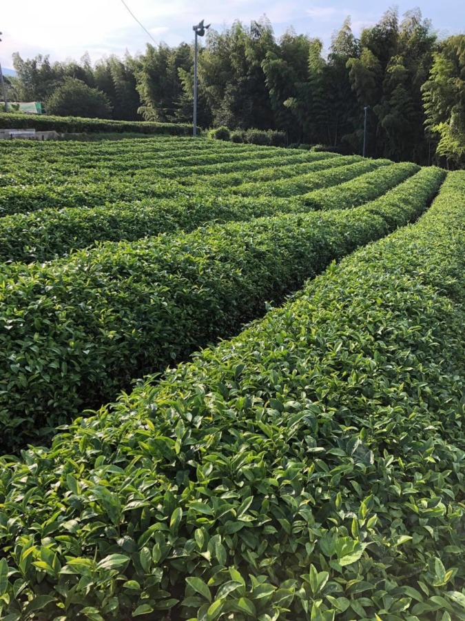 お茶畑も夏は草取り。暑いっす。