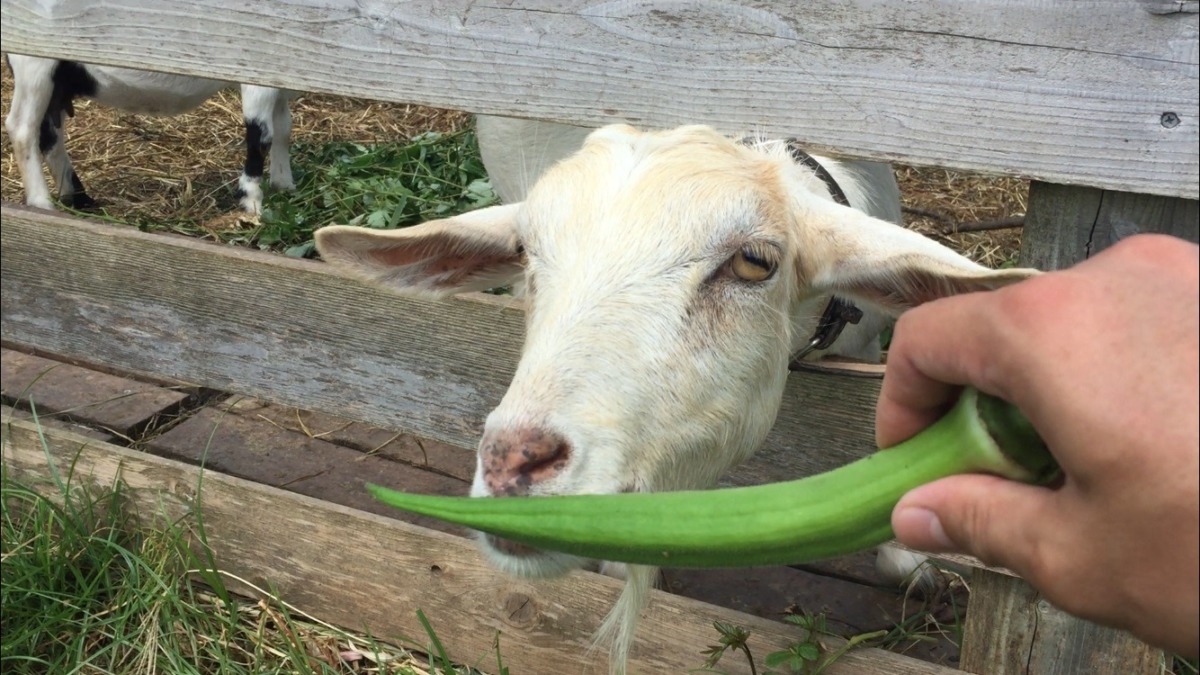 おくらは、今日は、ちょっと。