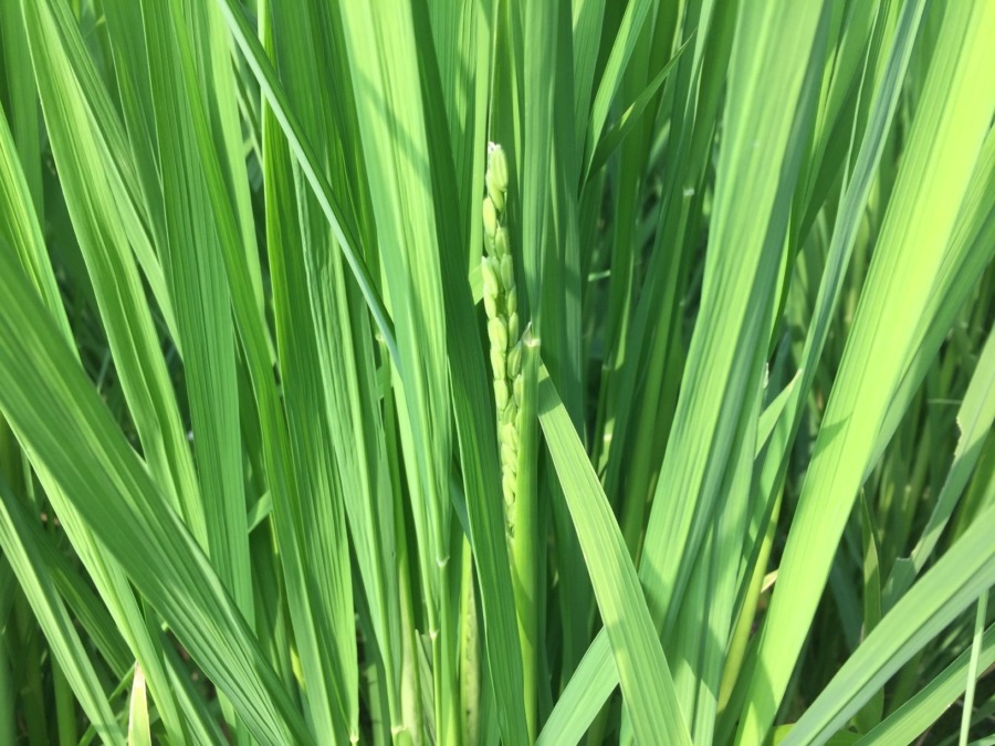 【祝】無事、穂が出ました！！