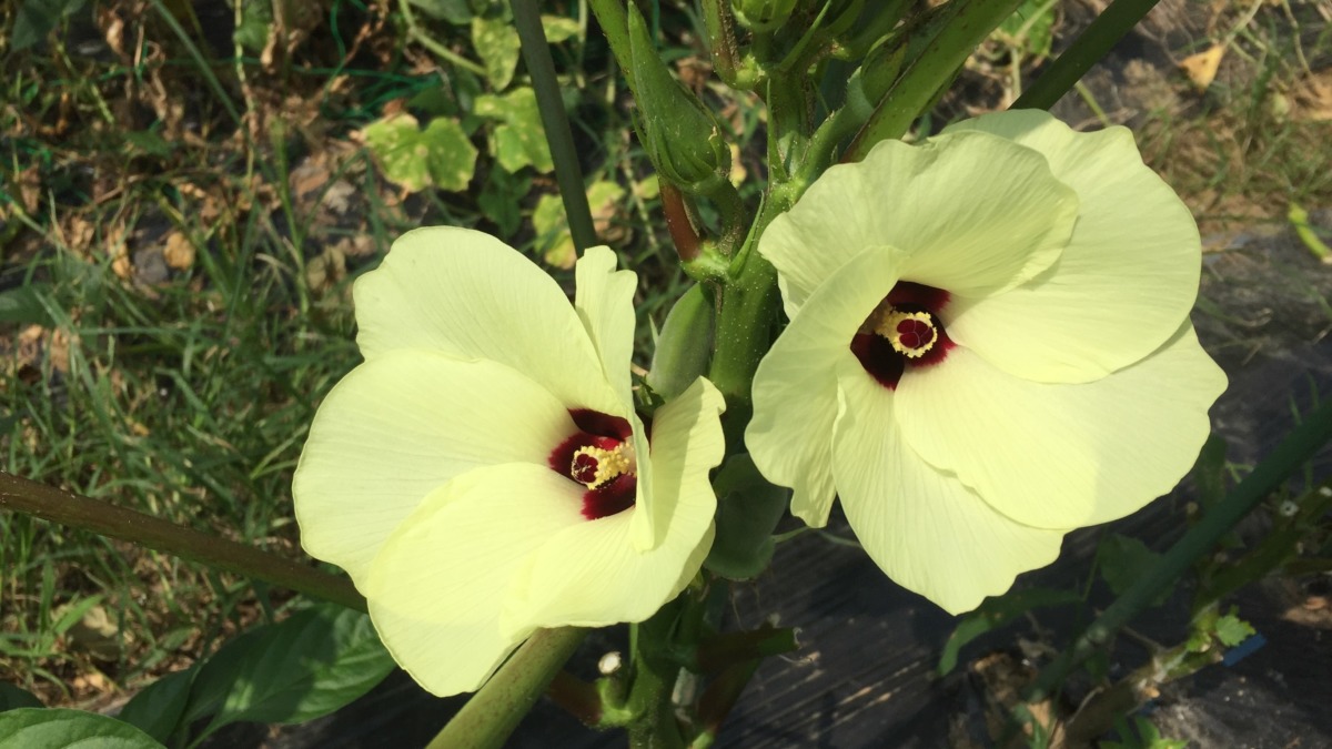 オクラの花。夏が似合います。