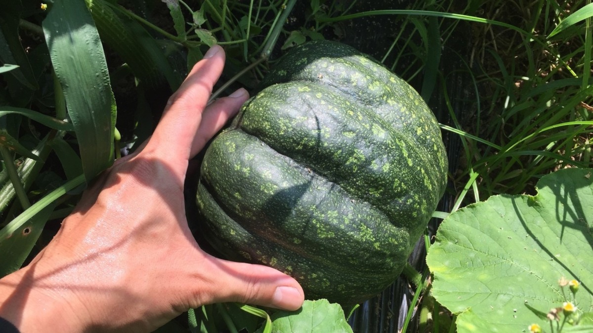 あれ？なんかデカい、、、