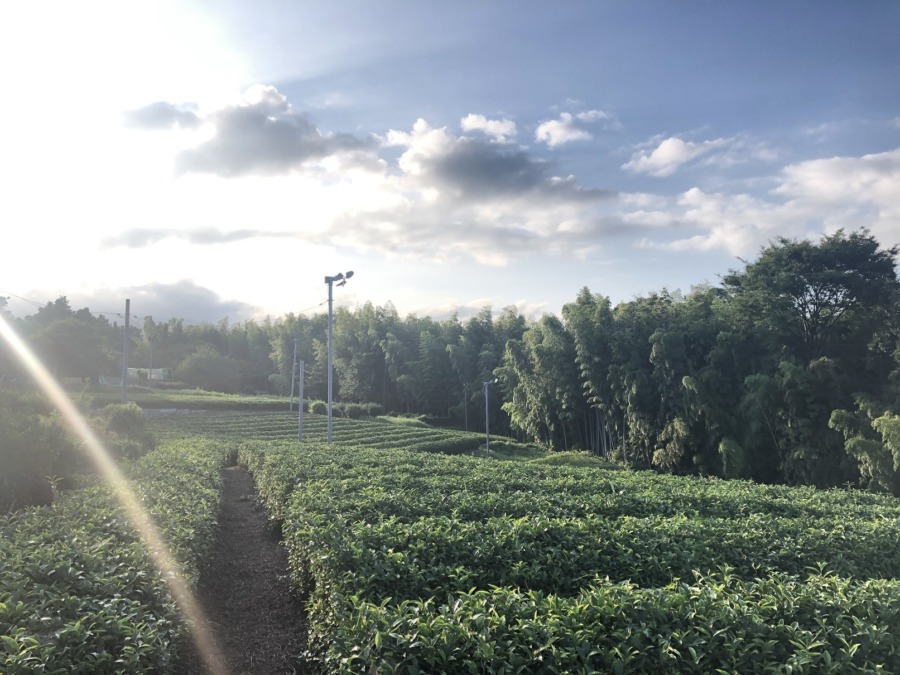お茶畑。真夏の草取り。夕方。