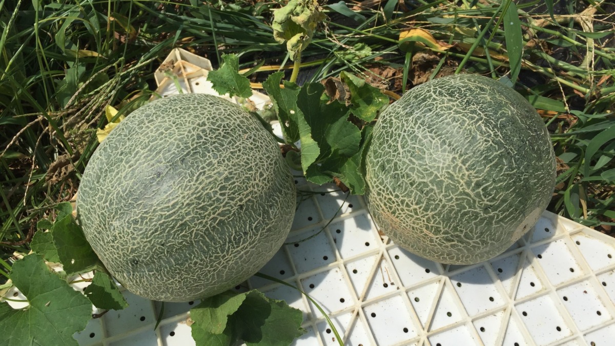 四つあるんですが。全て甘みがノルかどうかは微妙。もう秋が近づいてますからね。