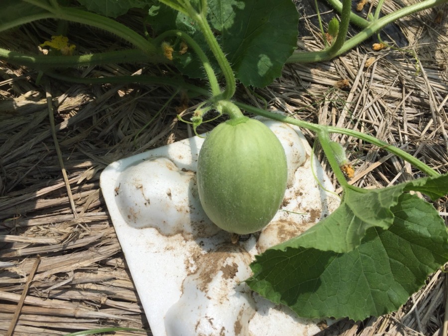 梅雨明け後に肥大中のメロンべいび。