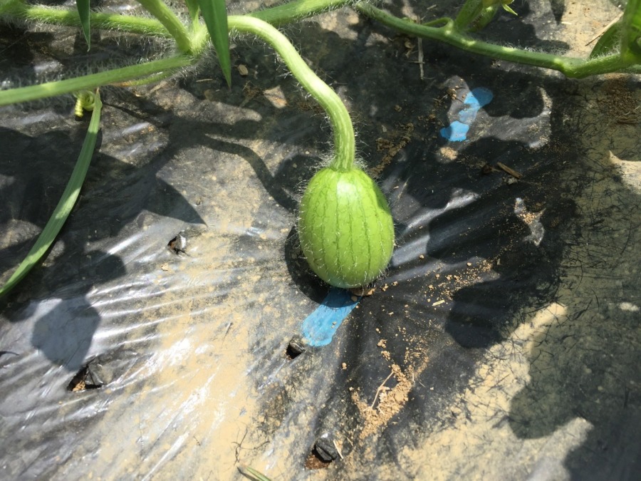梅雨明け後に肥大中のスイカべいび。