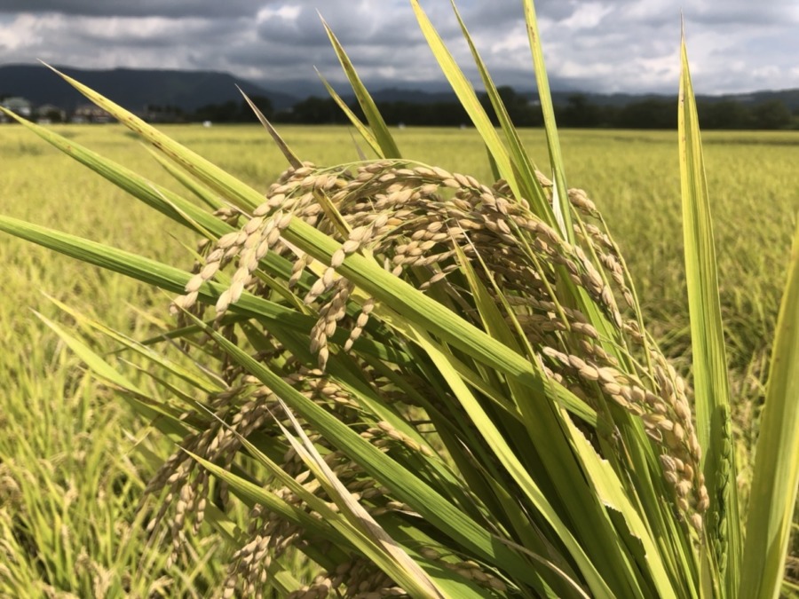 稲刈り、スタート。