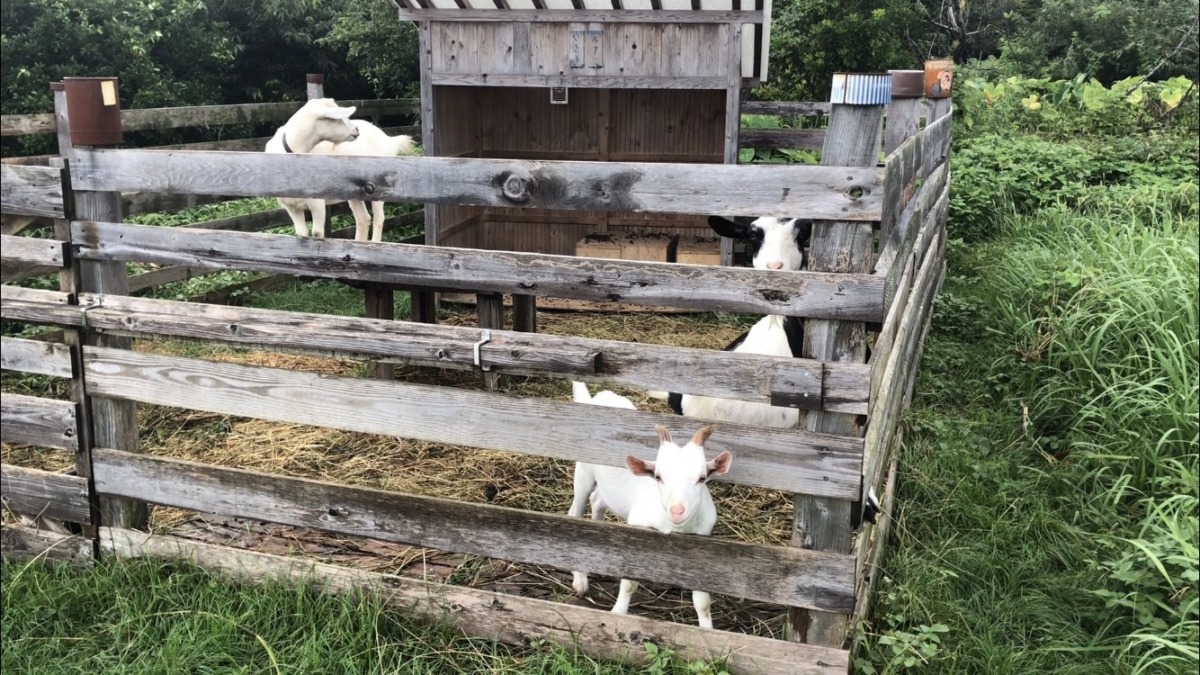 今日は蒸しますメ。