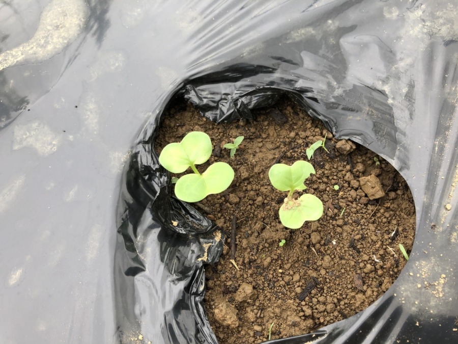 【祝：発芽】防虫ネットの中でぬくぬくと。