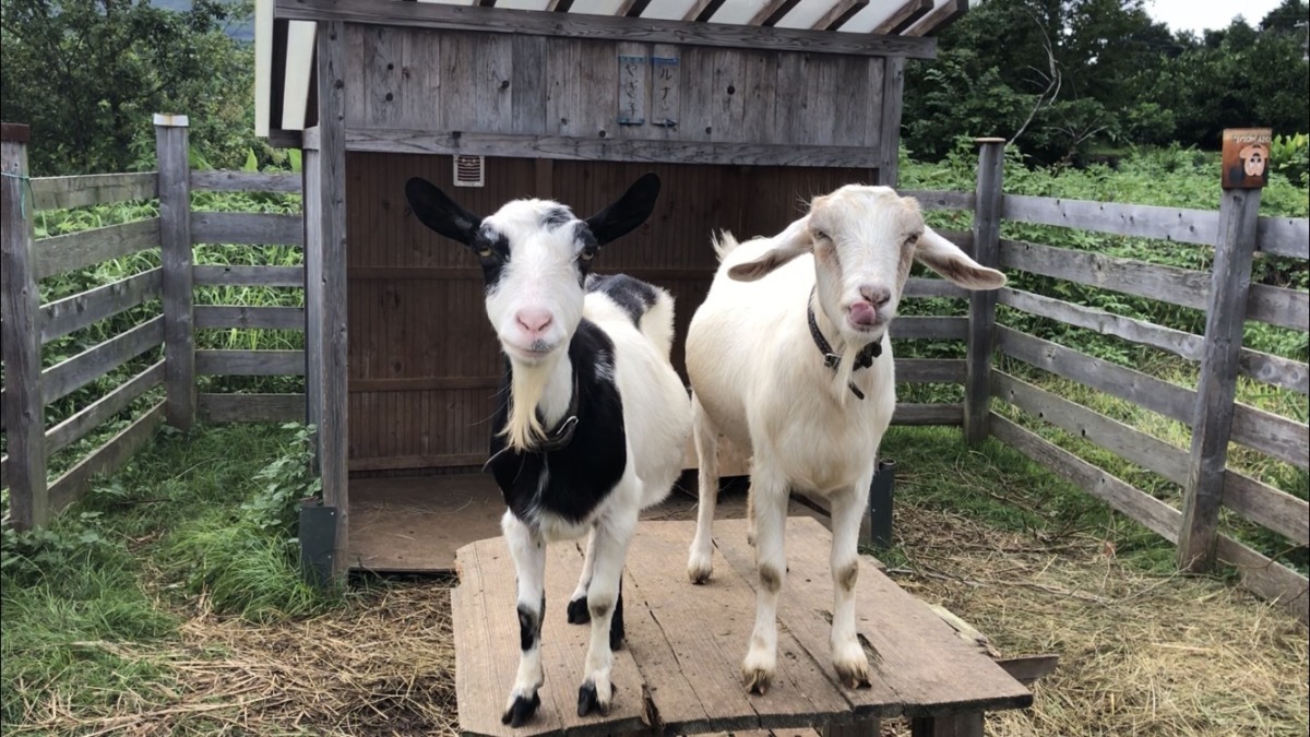 穏やかな午後🐄🐐。ベロ出てるヨ。