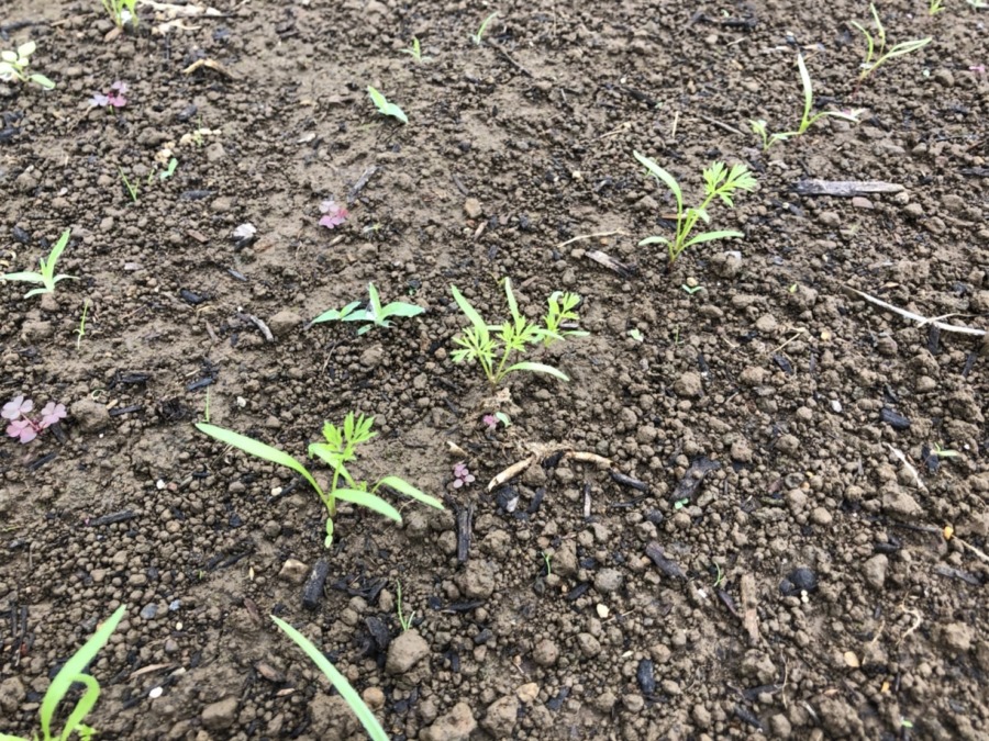 にんじんすくすく🥕🥕