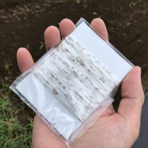 【人参スタート🥕🥕】シーダーテープで簡単種まき。