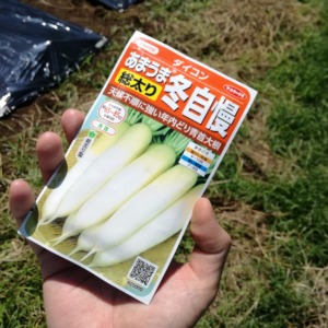 黒マルチを敷いて、大根種まき♪♬