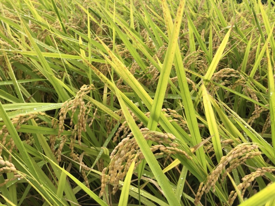 稲刈り脱穀終わりました。ぐずつく天気で苦戦も一応1,000kgくらいは。