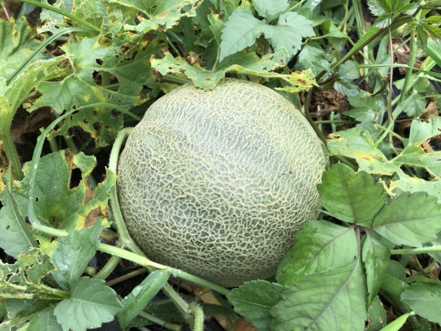 めろん最後の一個。まだ畑にあります🍈