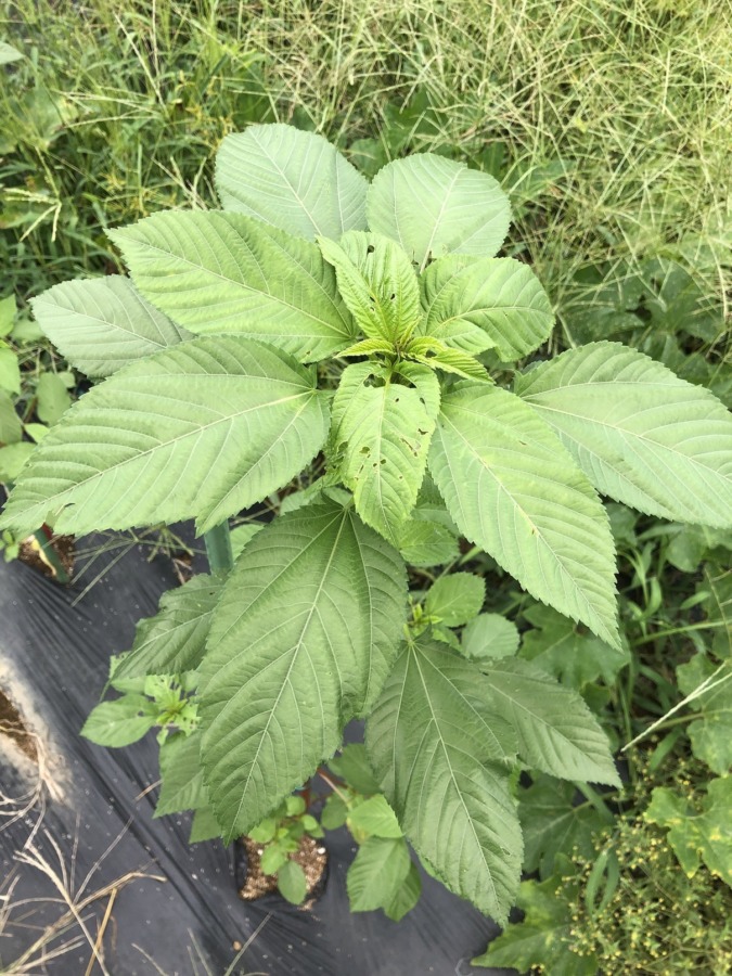 モロヘイヤもすくすく。なんか葉っぱでかい(笑)