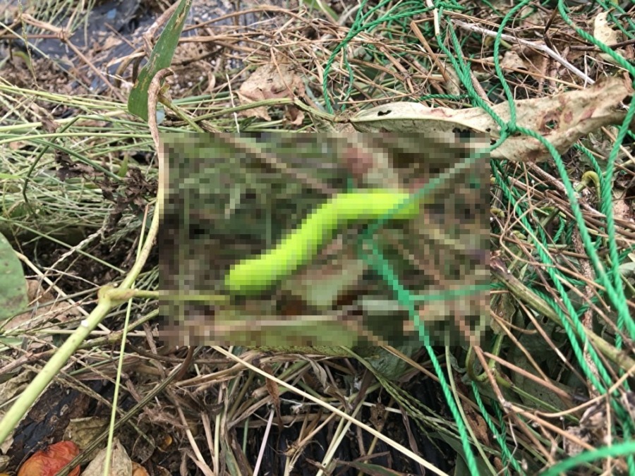 【閲覧注意】色鮮やかでも結構「ギャー」。これは何の幼虫？