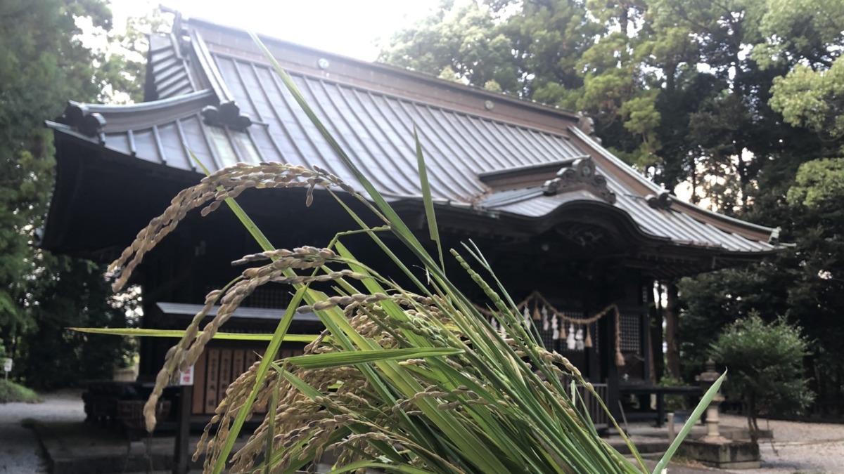 【奉納と御礼、収穫のご報告】足柄神社にて。