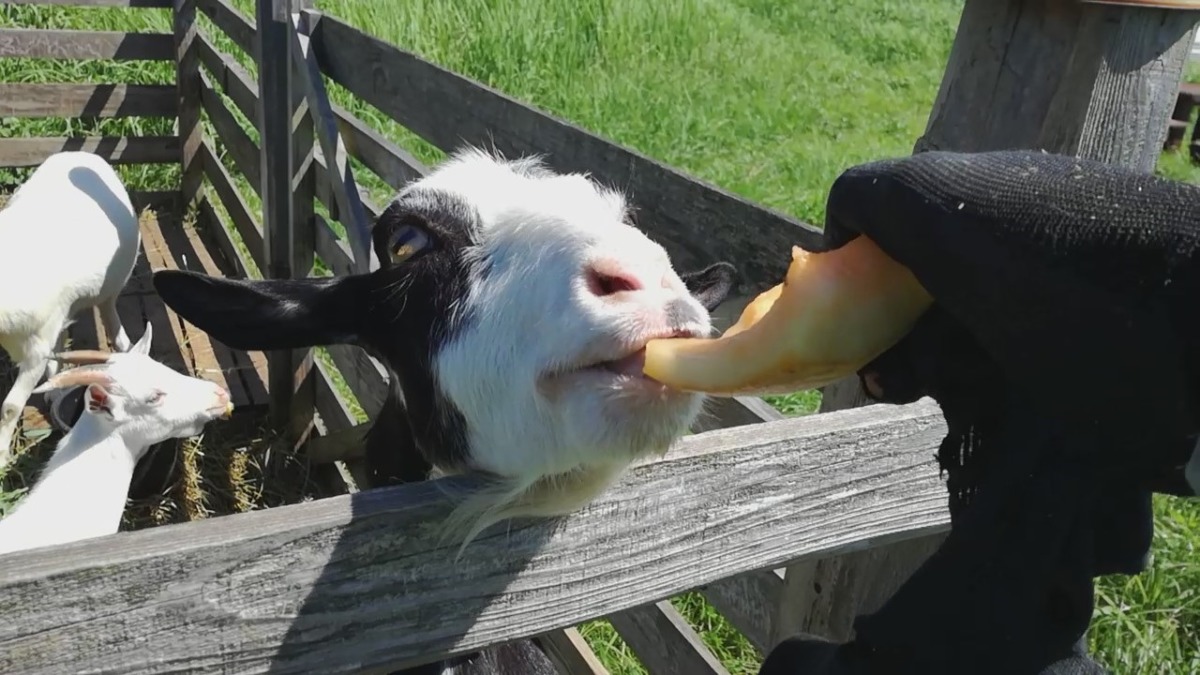 メロン頂きました。うまうま。