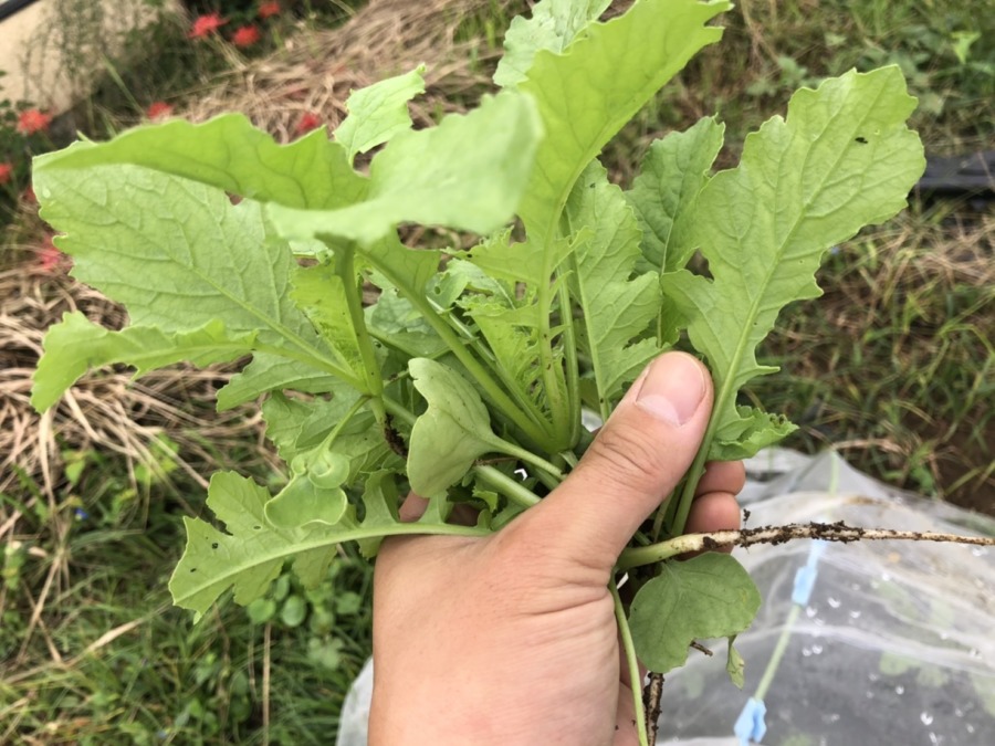 大根vol.1に、間引きと追肥を。