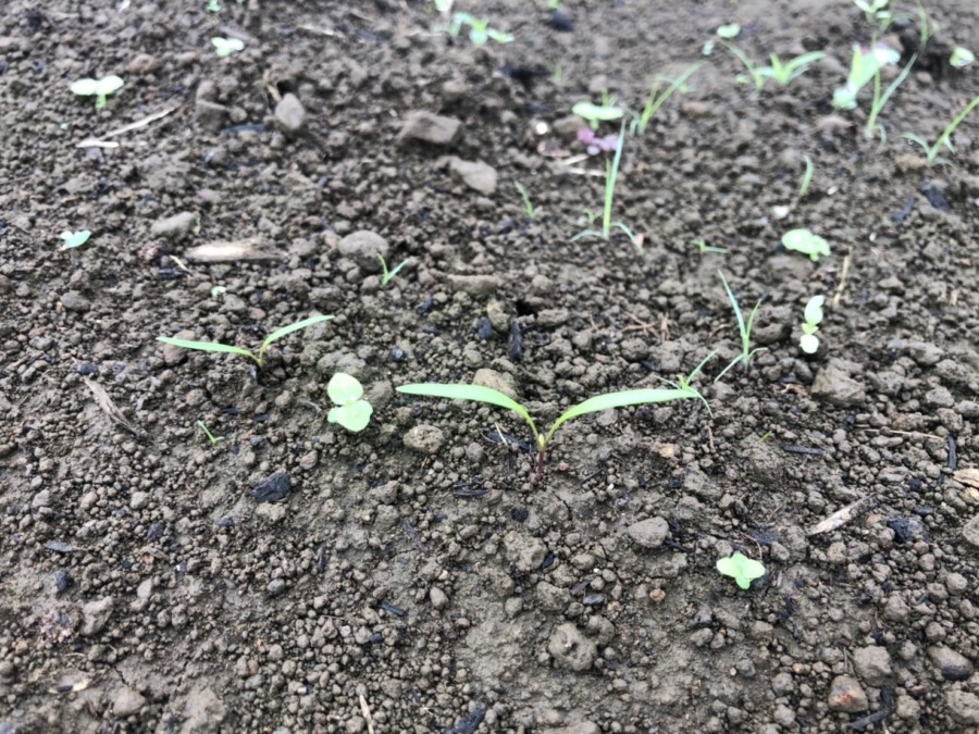 人参すくすく🥕。収穫予測シミュレータも起動しました。